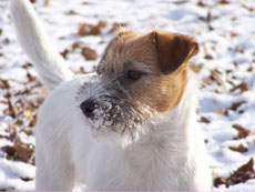 Winterbilder von Mila